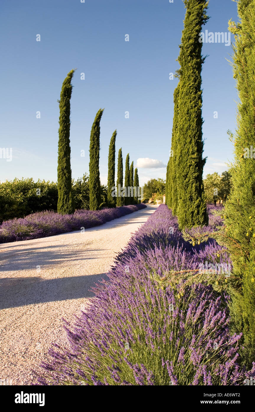 Percorso attraverso il campo di lavanda in Provenza Foto Stock