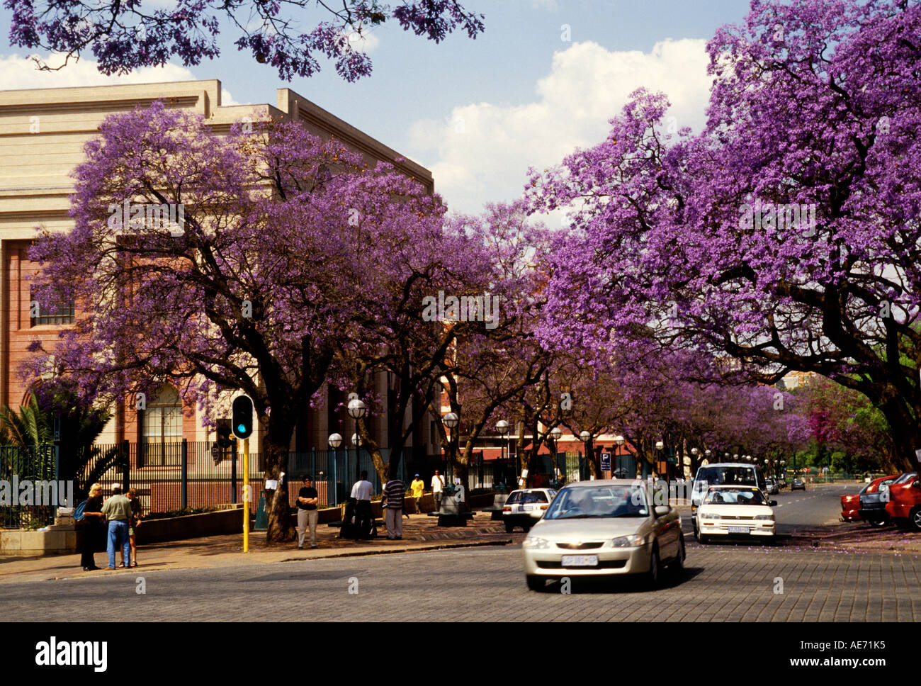 Alberi di Jacaranda blossuming in primavera a Pretoria, Sud Africa Foto Stock