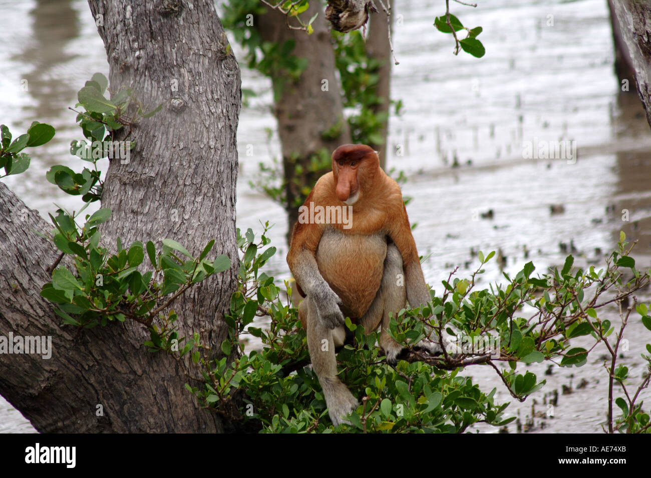 Maschio di scimmia proboscide nel baco il Parco Nazionale di Sarawak, nel Borneo, Malaysia Foto Stock