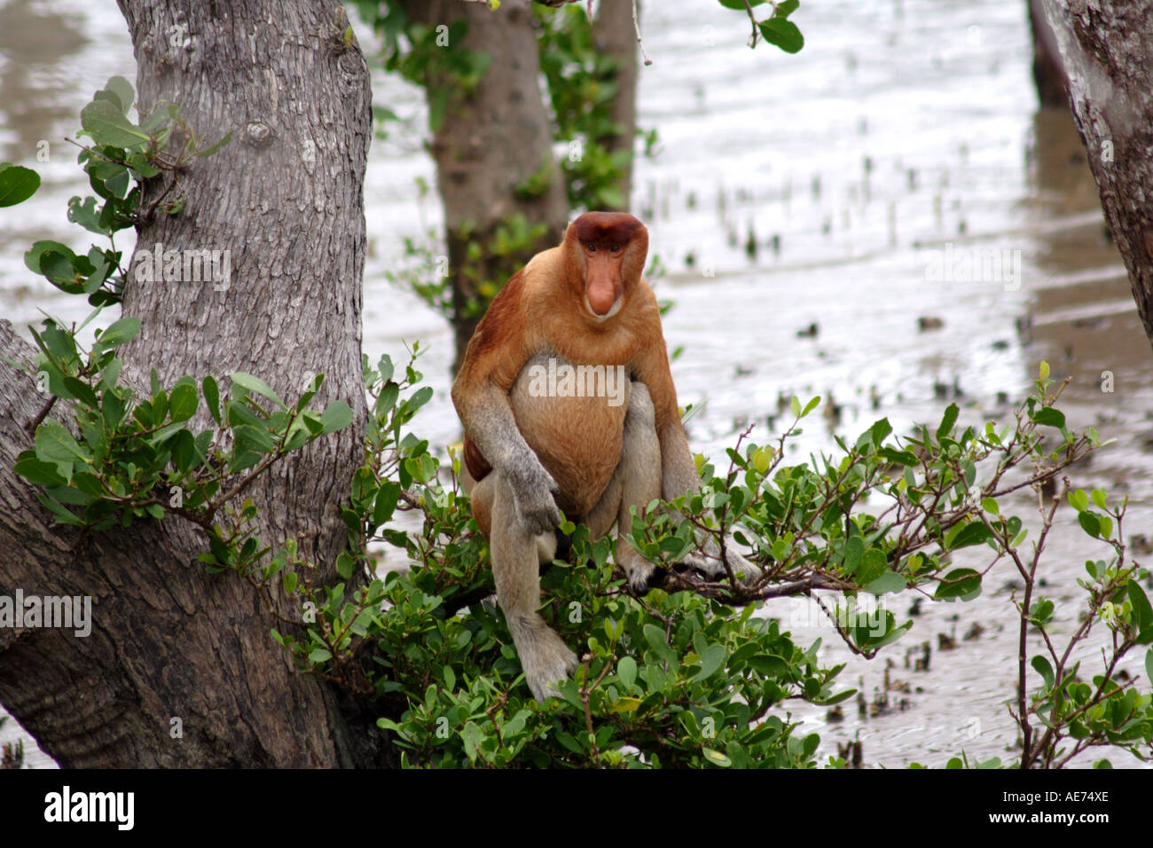 Maschio di scimmia proboscide nel baco il Parco Nazionale di Sarawak, nel Borneo, Malaysia Foto Stock