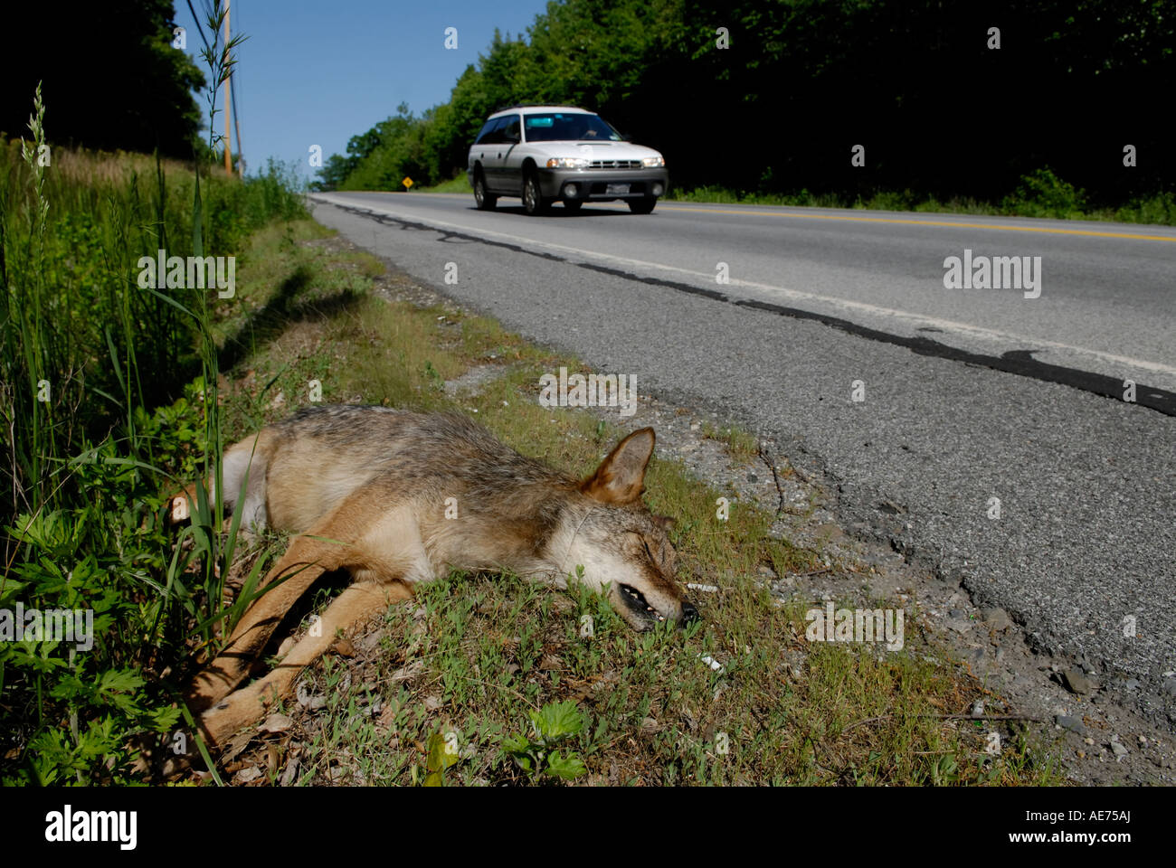 Coyote Canis latrans che giace morto accanto a una strada Rockland County New York Foto Stock