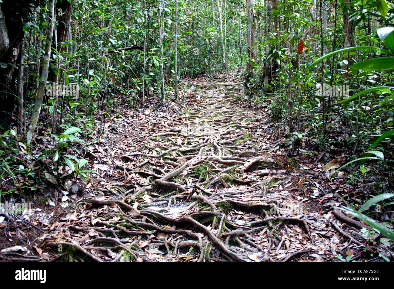 Root coperto il percorso escursionistico, Bako National Park, Stati di Sarawak, nel Borneo, Malaysia Foto Stock