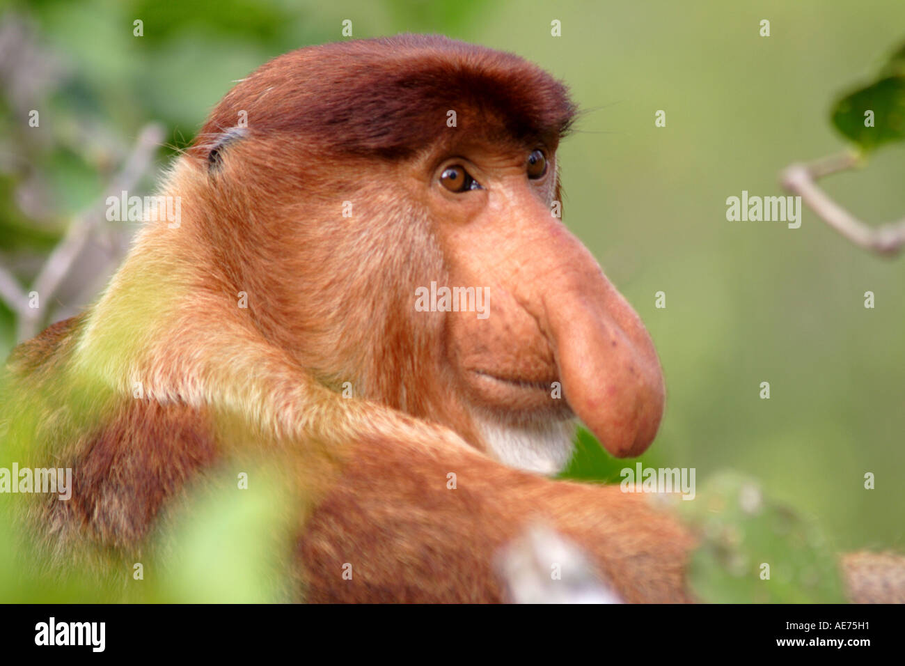 Maschio di scimmia proboscide in Bako National Park, Kuching, Sarawak, Borneo, Malaysia Foto Stock