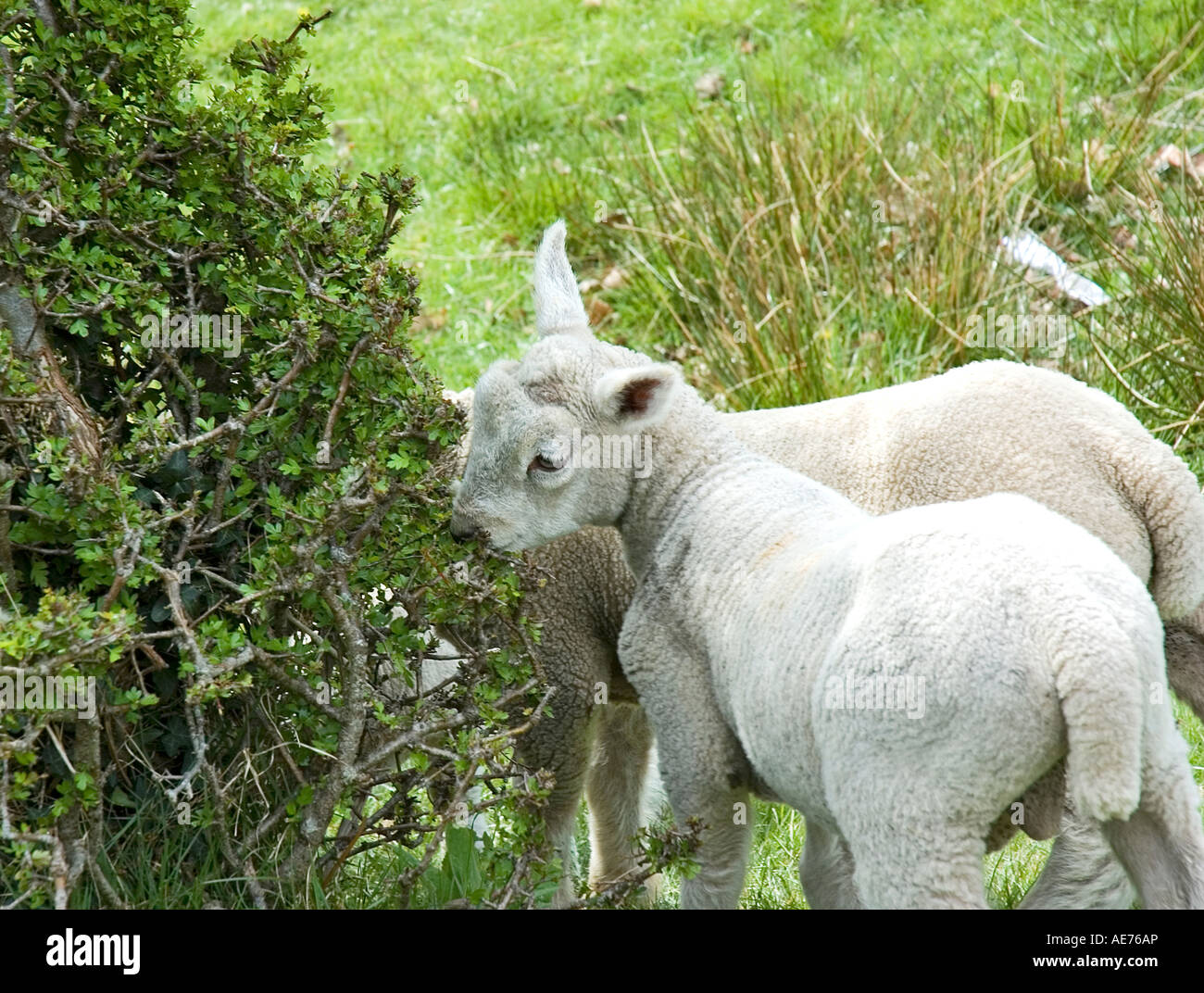 Due agnelli a molla su una farm di gallese.UK Foto Stock