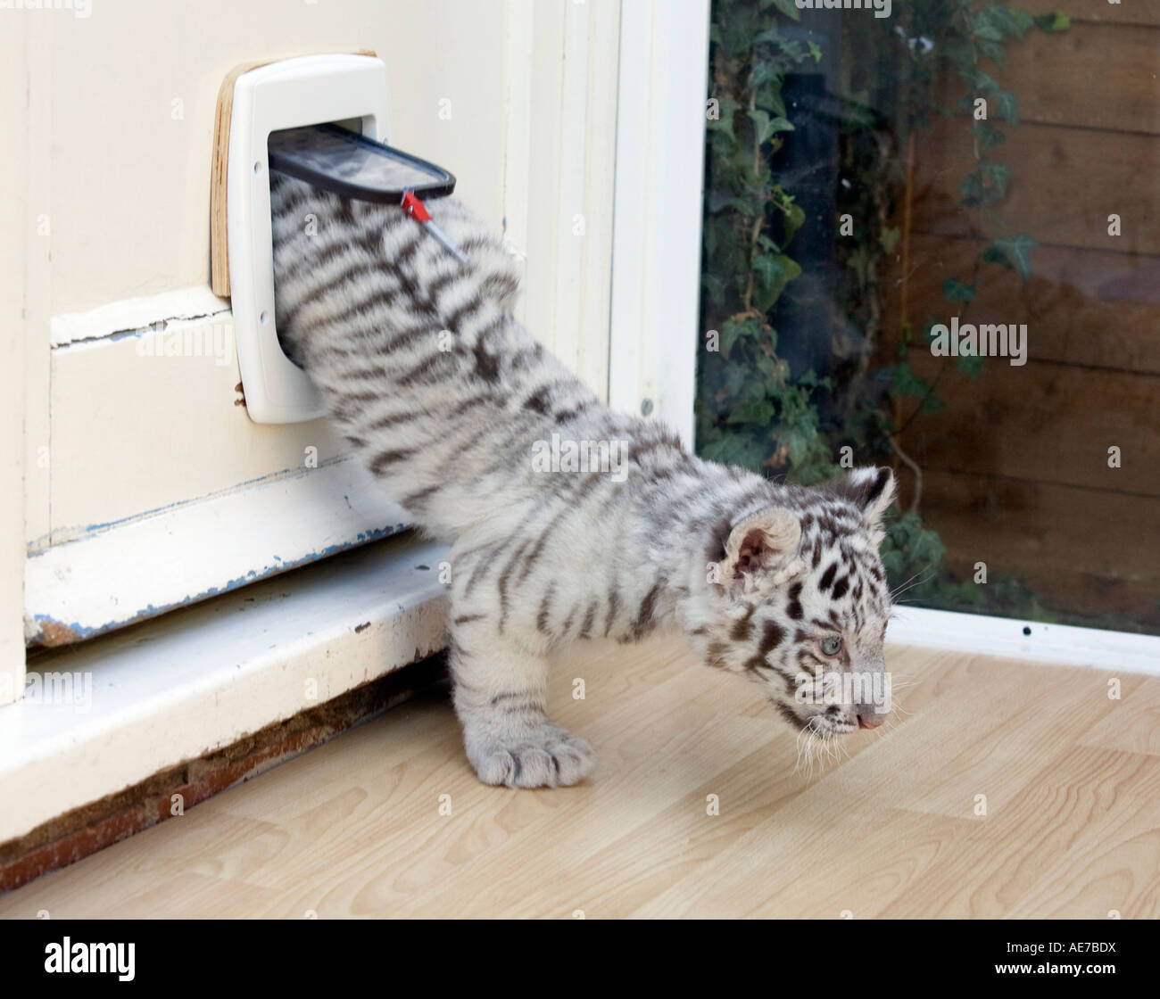 In un lembo di Buster sei settimane vecchio White Tiger cub che ha imparato a utilizzare un lembo di cat e sta per essere allevati a mano un veterinario a ovest Foto Stock