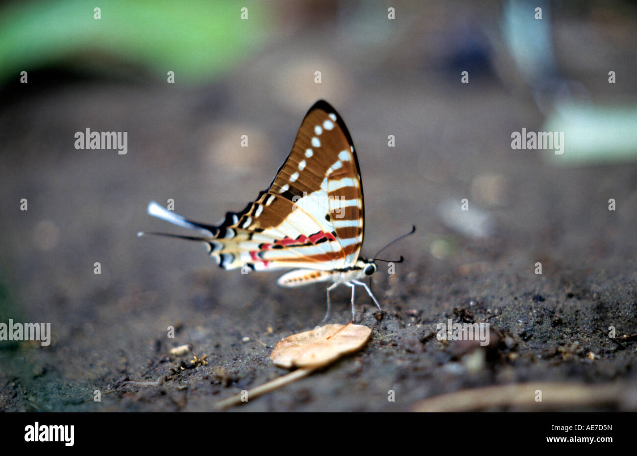 Spot Graphium Swordtail nomius butterfly nel Corbett Riserva della Tigre, Uttarakhand. Papilionidae : Swallowtails Foto Stock