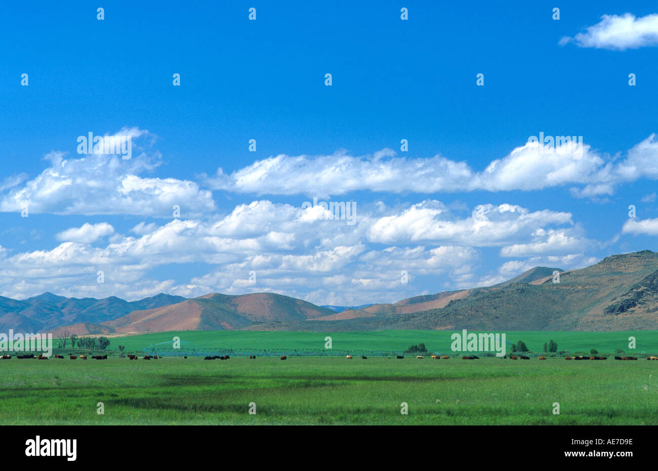 Terra di pascolo con irrigazione nella contea di Blaine Idaho Foto Stock