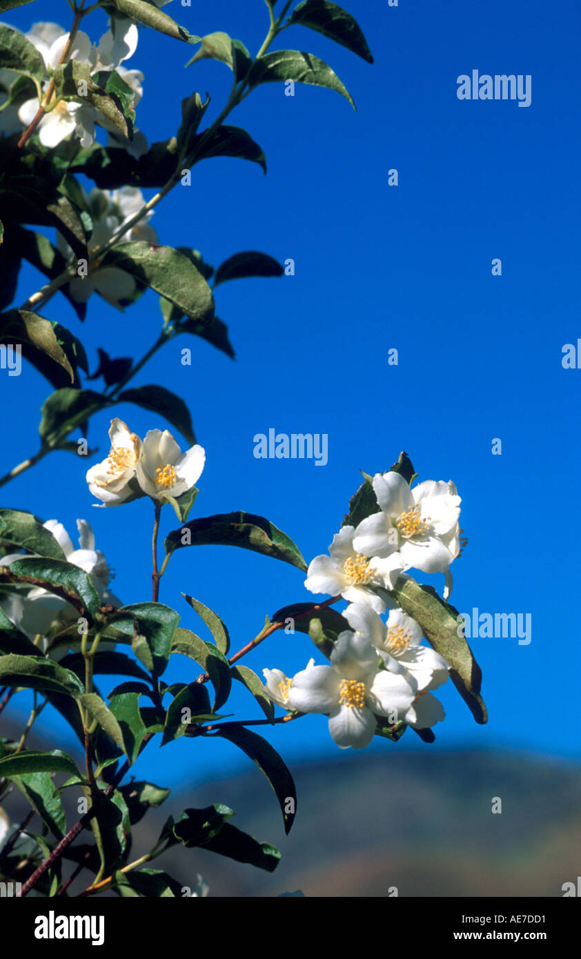 Syringa l'Idaho Fiore di stato è visualizzato nella parte anteriore di un cielo blu Foto Stock