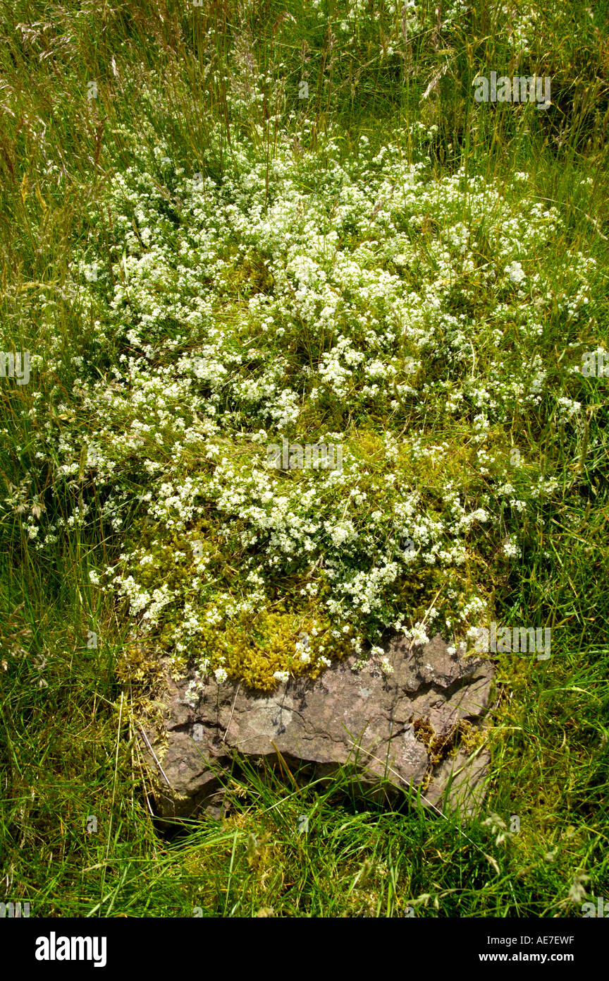 Fiori selvatici che crescono in il Craig Cerrig Gleisiad una ventola Frynych riserva naturale nazionale nel Parco Nazionale di Brecon Beacons Foto Stock