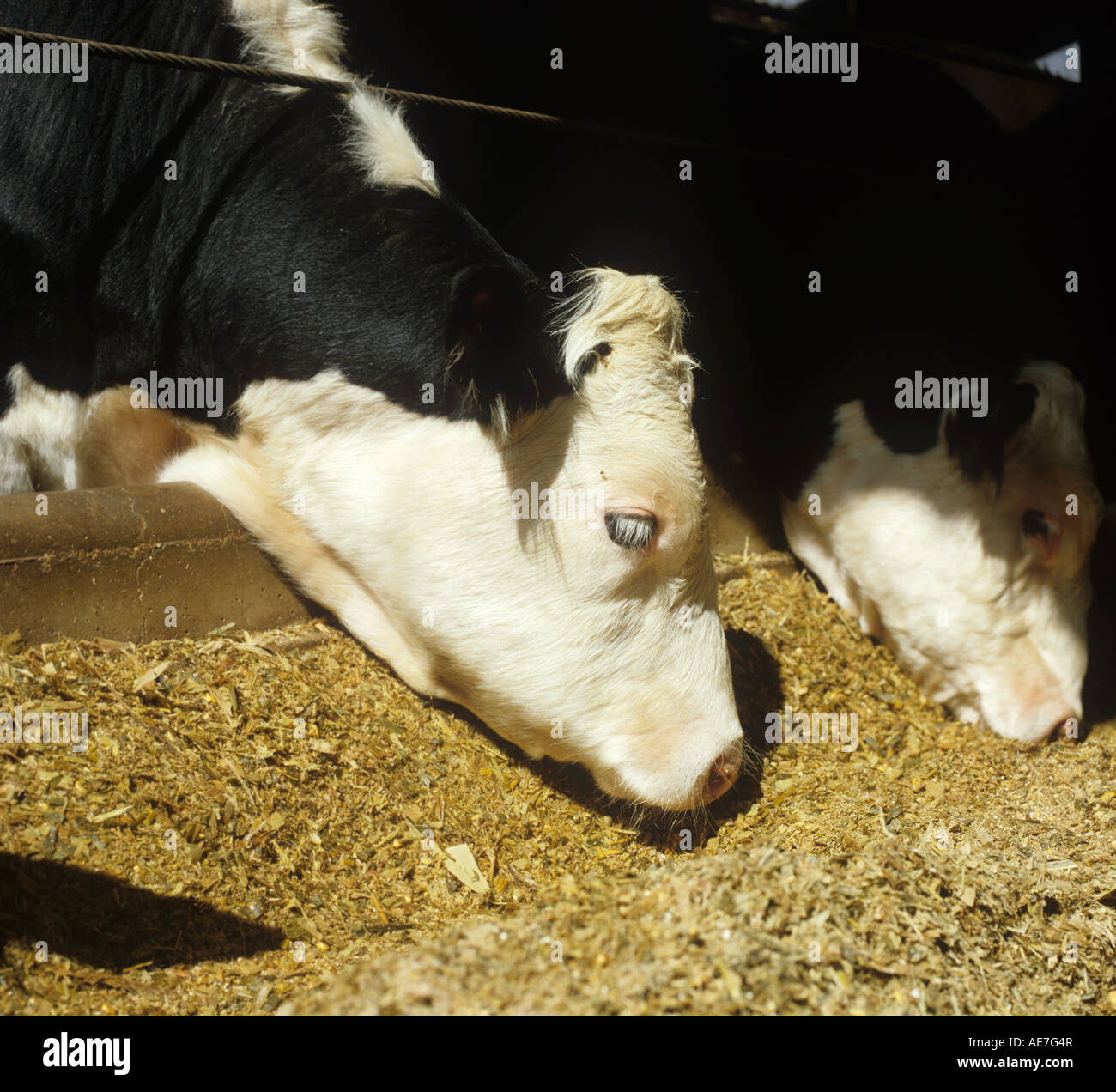 Holstein croce Frisone Hereford bovino in penne alimentando il granturco da foraggio Foto Stock