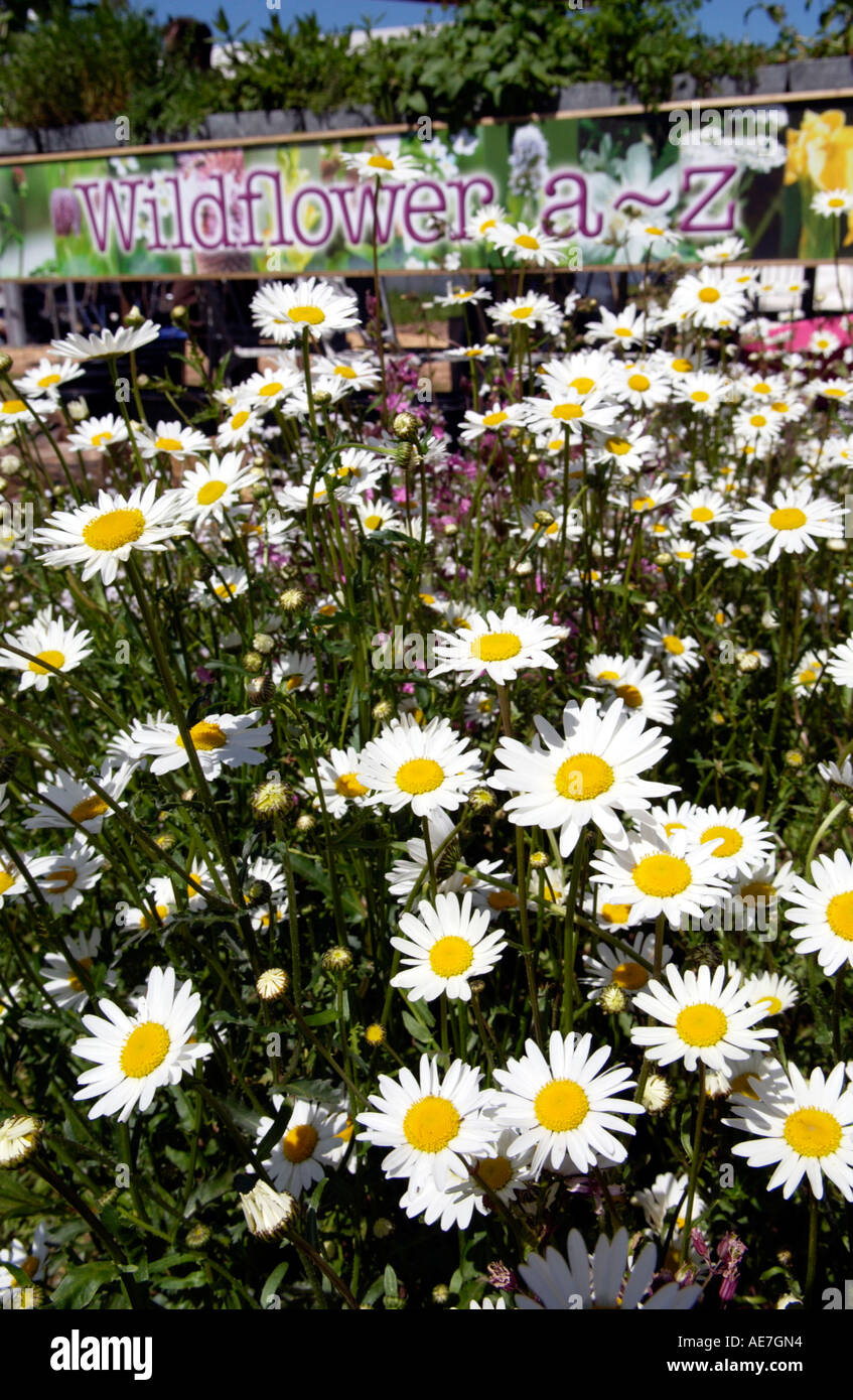 Wiggly Wigglers giardino di fiori selvaggi sul sito di The Guardian Hay Festival Hay on Wye Powys Wales UK Foto Stock