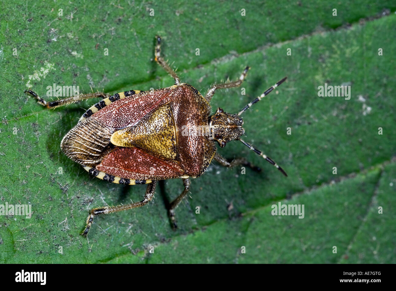 Sloe Bug Dolycoris baccarum sulla lamina Foto Stock