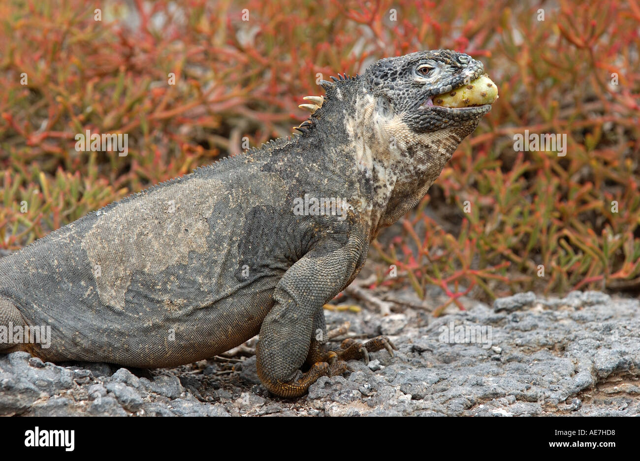 Terra Galapagos Iguana mangiare frutta cactus Galápagos Foto Stock