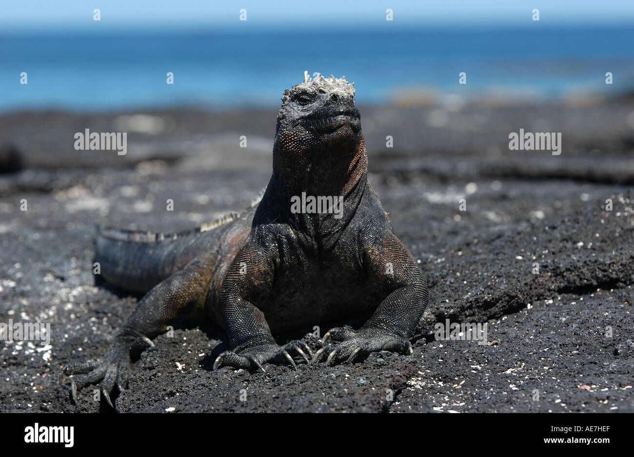 Iguana marina in appoggio sulla lava North Seymour Galápagos Foto Stock