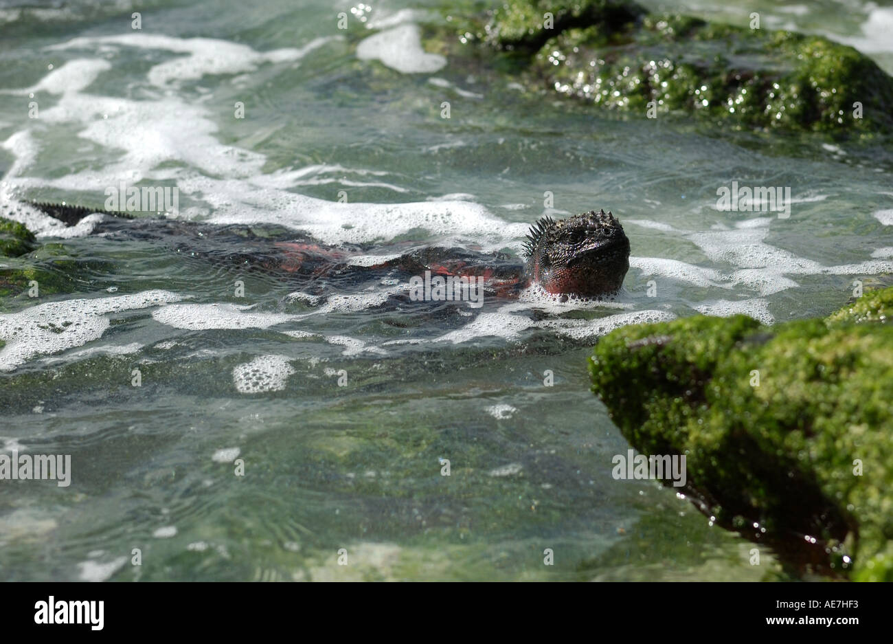 Iguana marine nuotare nel mare isola cappa Galápagos Foto Stock