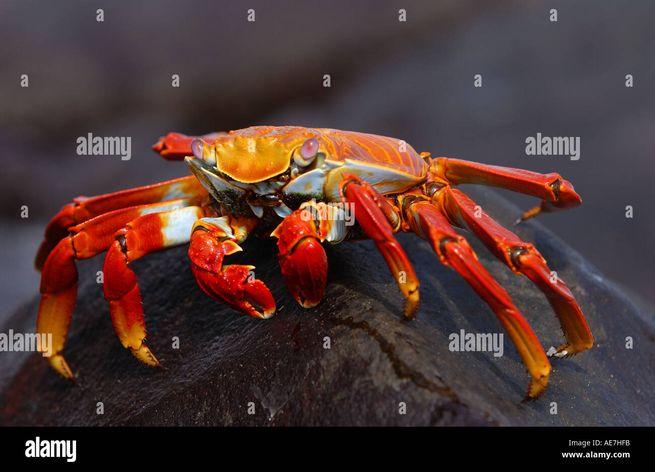 Sally Lightfoot Crab seduta su roccia Galápagos Foto Stock