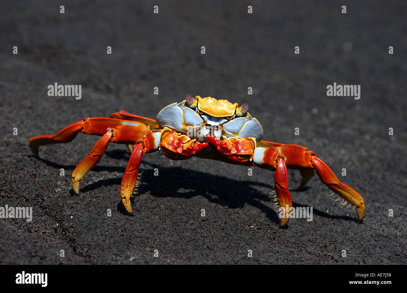 Sally Lightfoot Crab sulla lava con ombra Galápagos Foto Stock