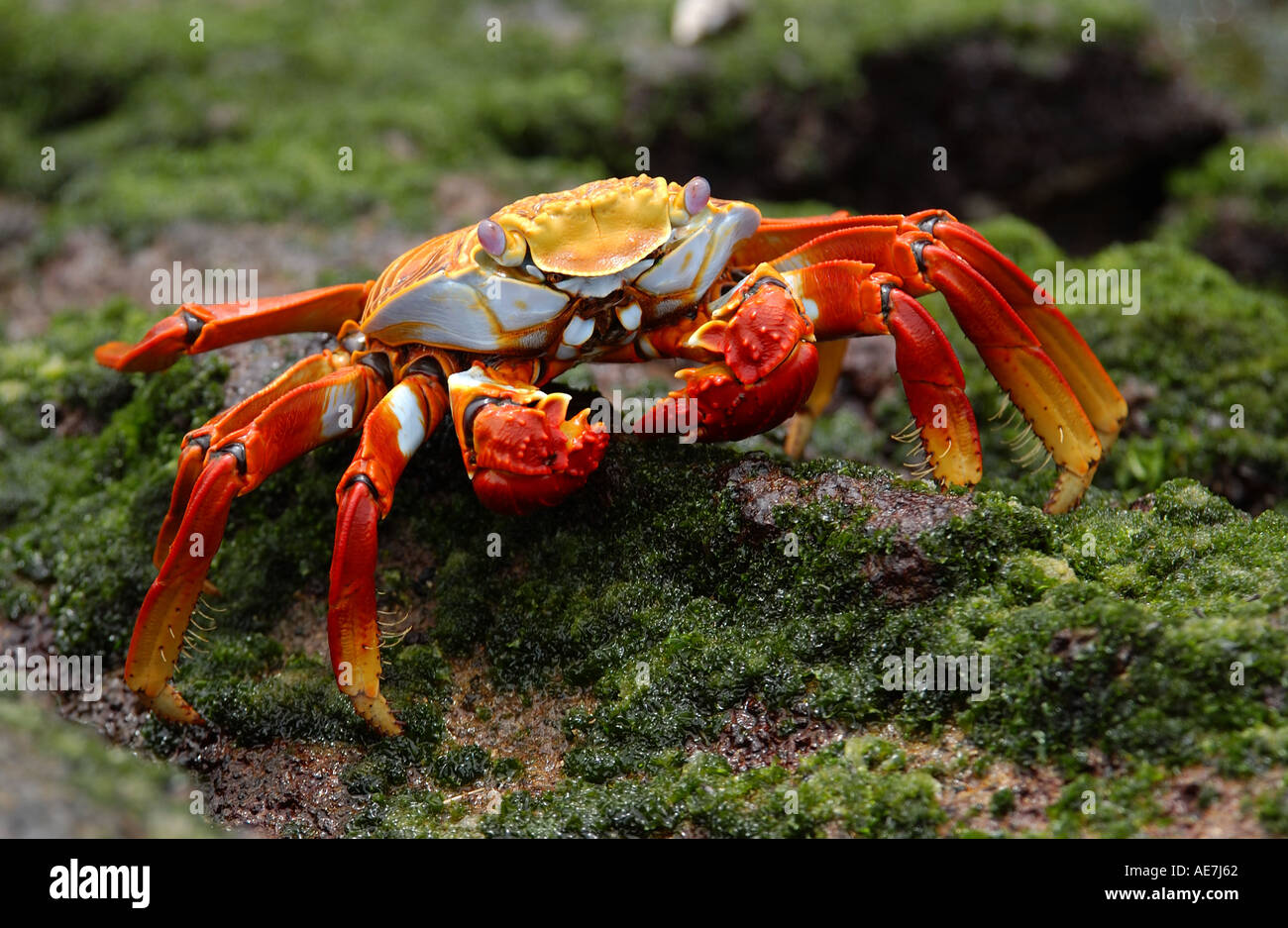 Sally Lightfoot Crab mangiare Galapagos vegetazione Foto Stock