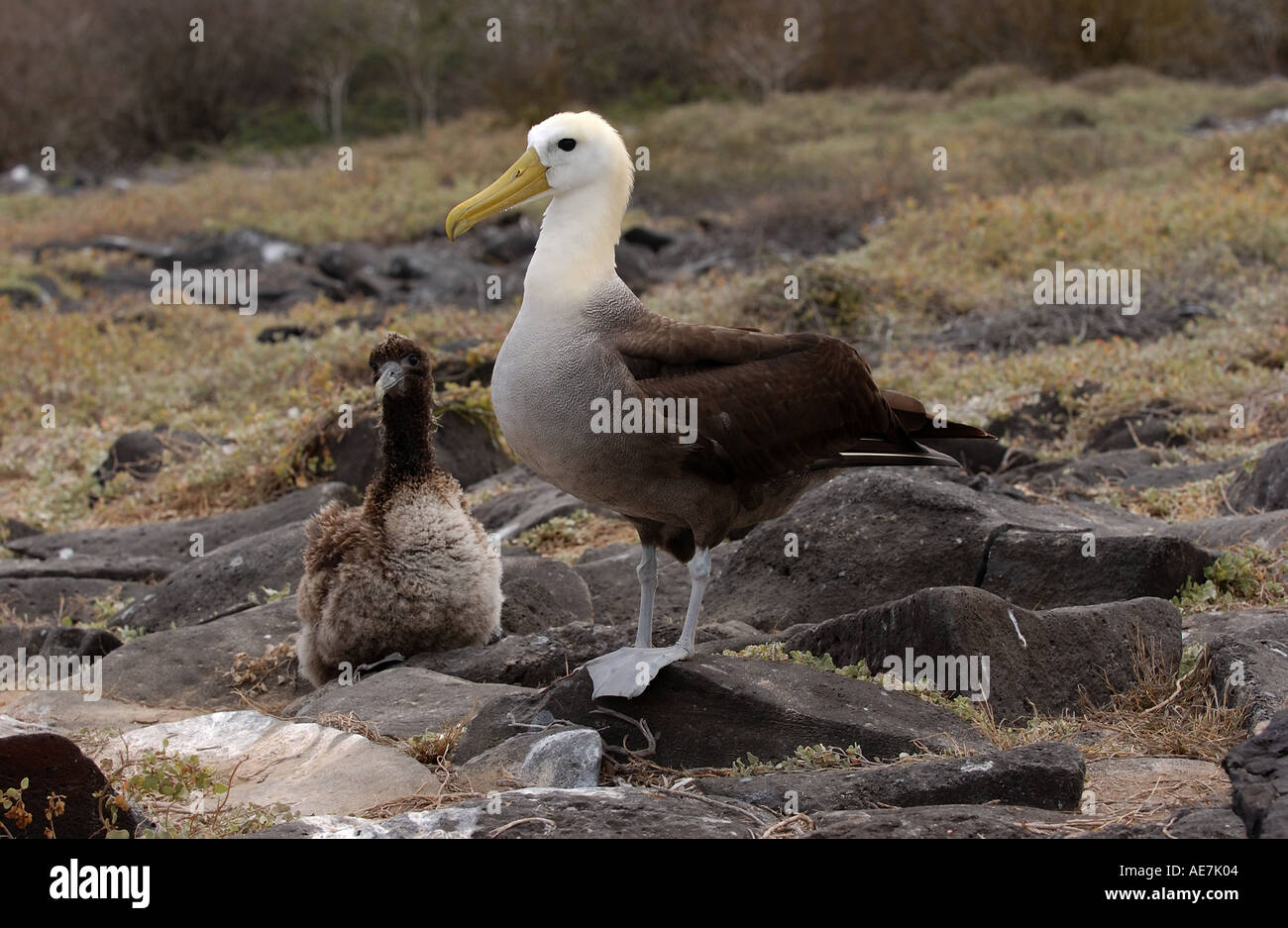 Sventolato Albatross adulto e chick Espanola Galápagos Foto Stock