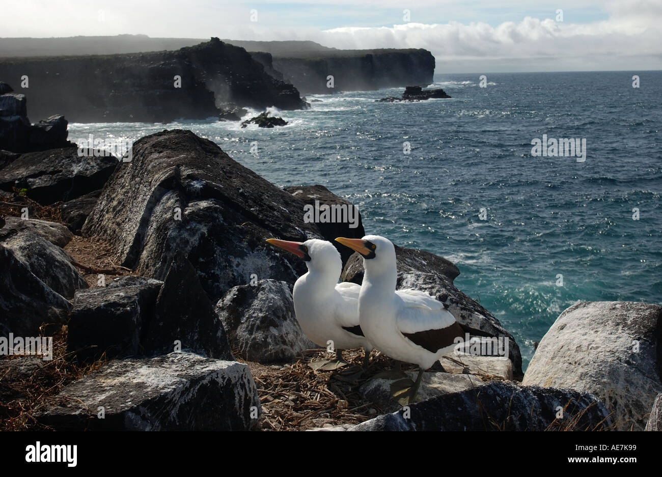 Coppia di Nazca Boobies sulla scogliera sul mare le Galapagos Foto Stock