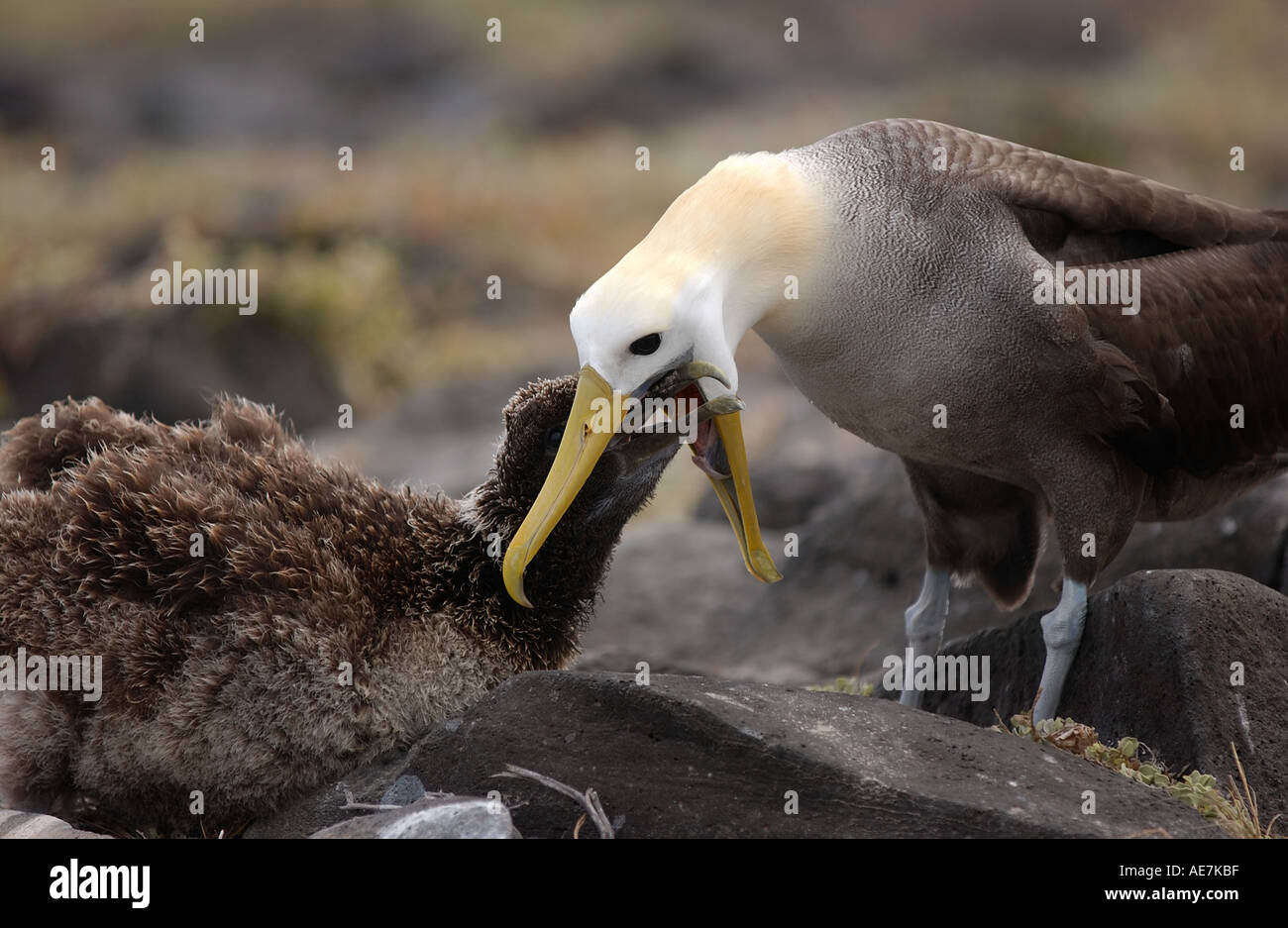 Sventolato Albatross adulto Alimentazione Chick Espanola Galápagos Foto Stock