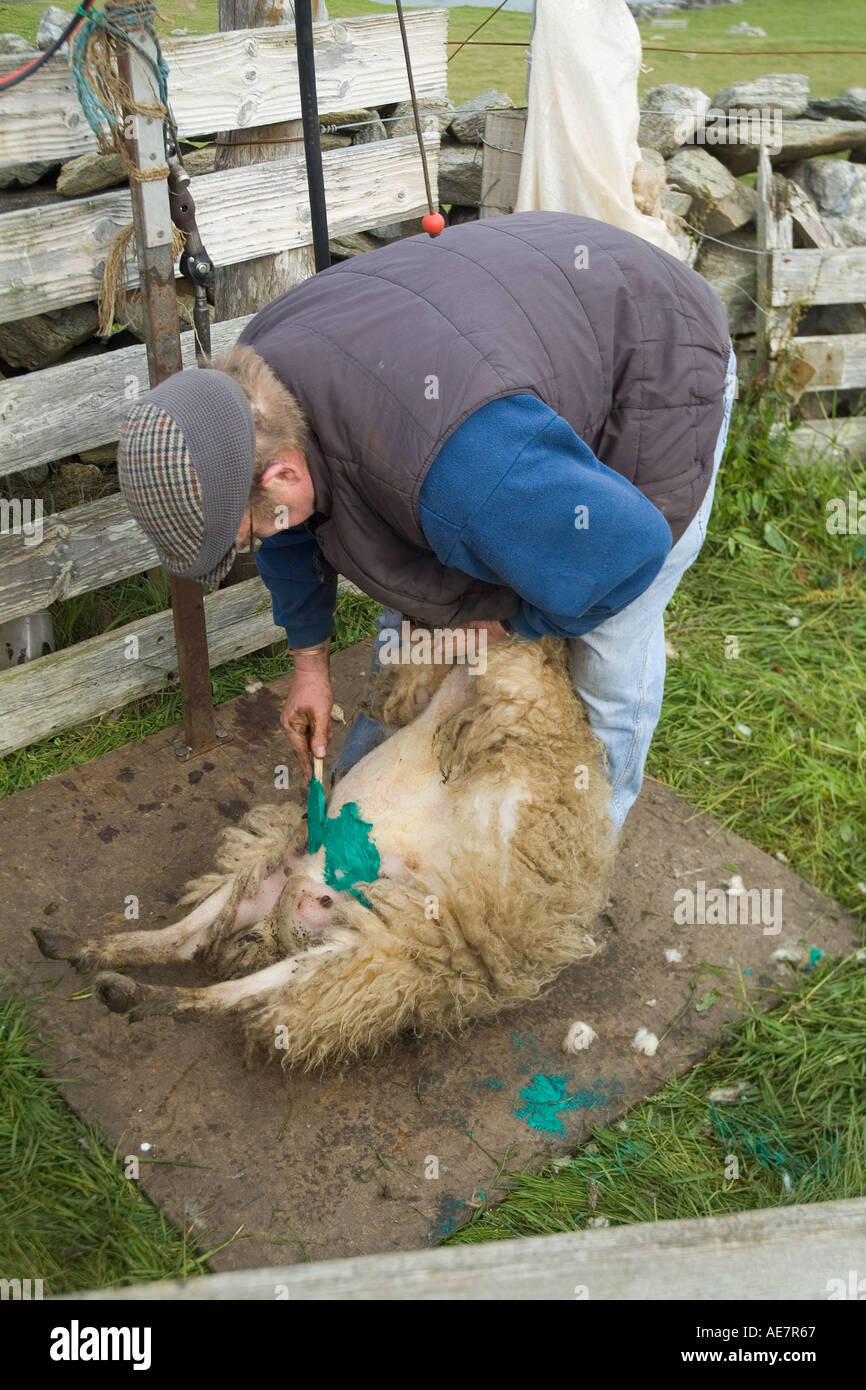 dh WEST BURRA SHETLAND Farmer che segna la loro fattoria Shetland pecore lavoratori scozia isole dye contadino persone Foto Stock
