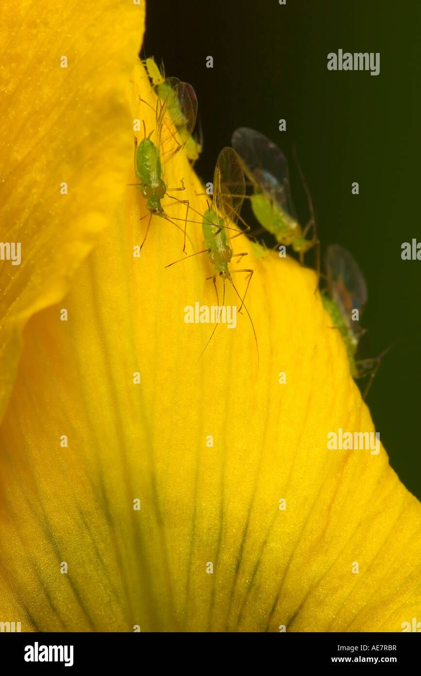 Foto macro di un gruppo di verde afidi scendendo una bandiera gialla Iris petalo Foto Stock