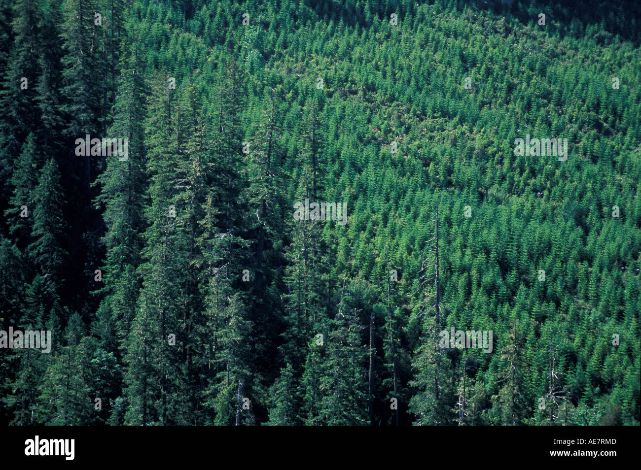 Siskiyou n f o montagne Siskiyou Clearcuts foresta di abete rosso Giugno Foto Stock