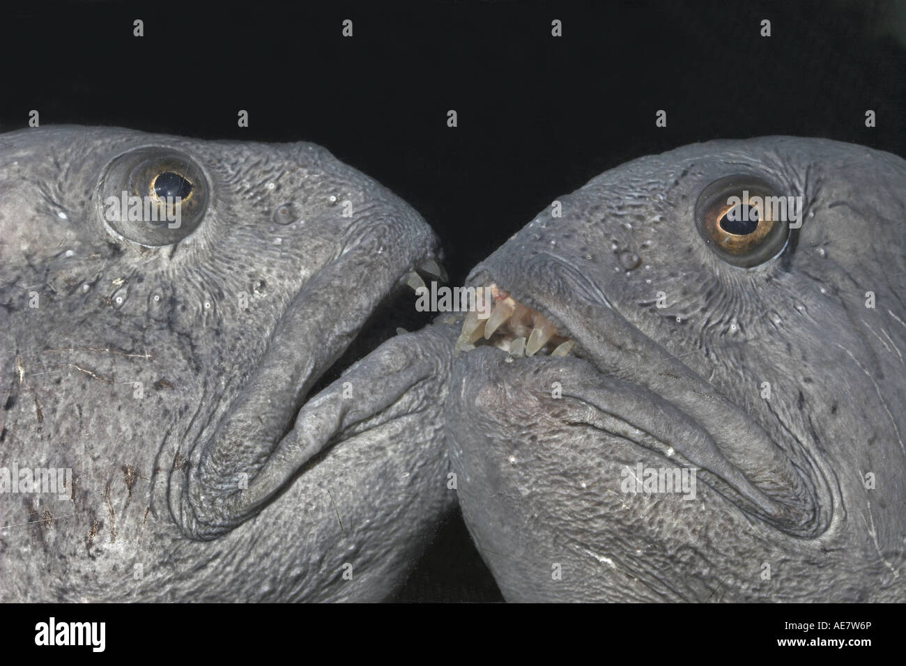 Lupo di mare, wolffish, pesce gatto, pesce gatto (Anarhichas lupus), ritratto con dentizione Foto stock - Alamy