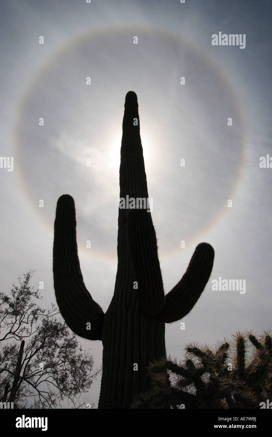 Cactus saguaro (Carnegiea gigantea, Cereus giganteus), unico impianto con sun alogeno sopra la parte superiore, USA, Arizona, Tucson Foto Stock