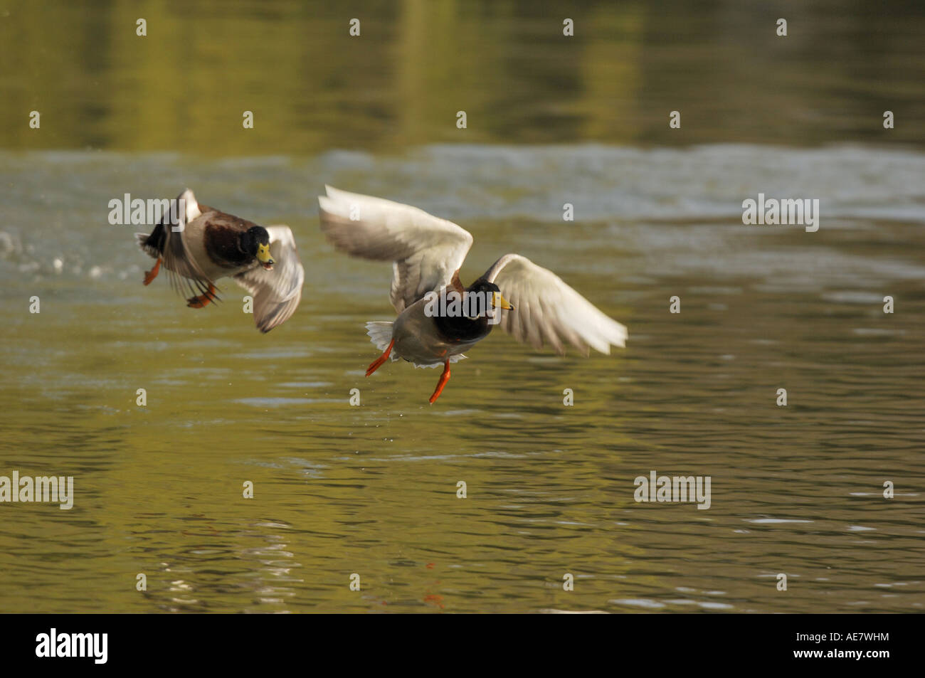 Il germano reale (Anas platyrhynchos), due i draghetti sbarco, Germania Foto Stock