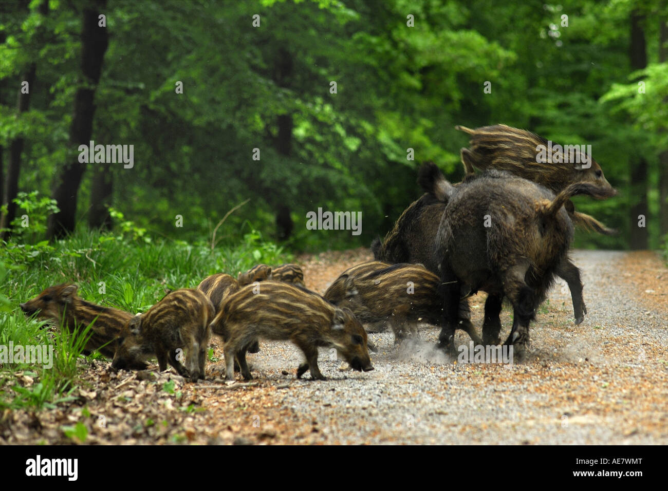 Il cinghiale, maiale, il cinghiale (Sus scrofa), scrofe con quelle giovani, GERMANIA Baden-Wuerttemberg Foto Stock Il cinghiale, maiale, il cinghiale (Sus scrofa), scrofe con quelle giovani, GERMANIA Baden-Wuerttemberg Foto Stock