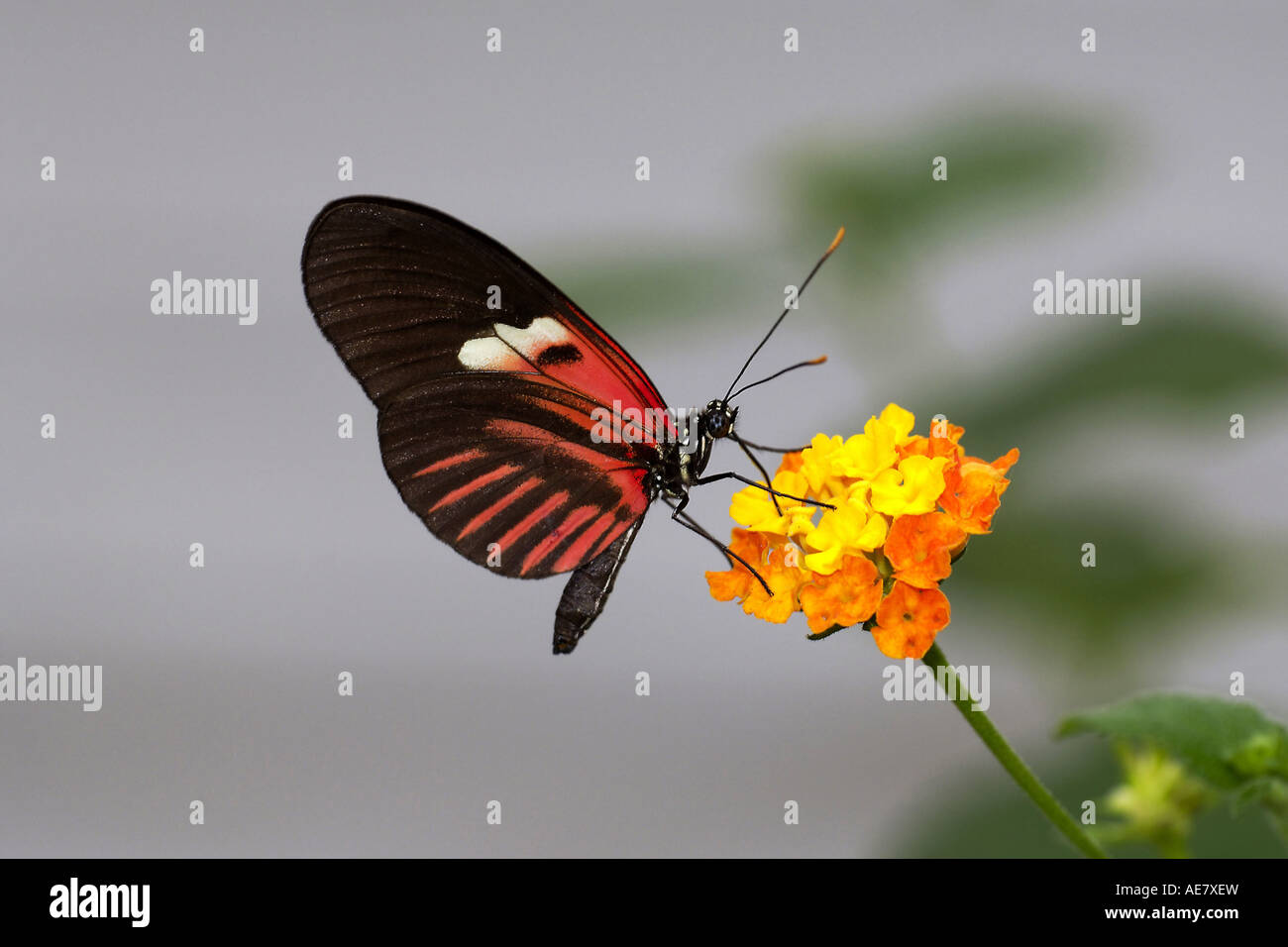 Hecales longwing, passioni flower butterfly (Heliconius melpomene :), a Lantana camara, Ecuador Foto Stock