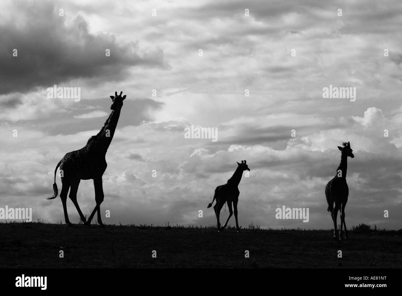 Le giraffe sul Masai Mara Kenya Giugno 2006 Foto Stock