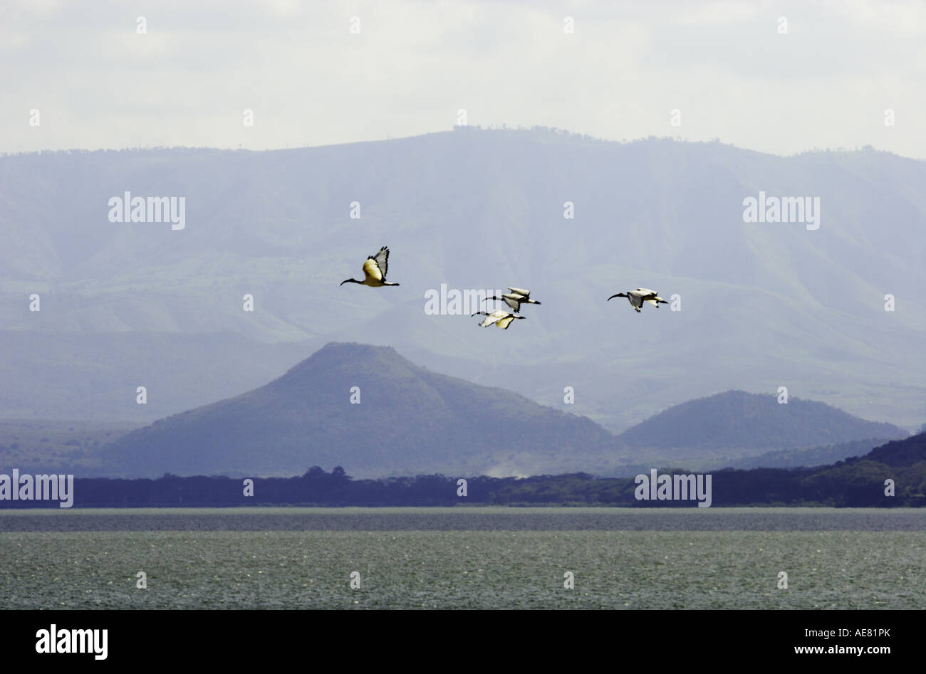Fenicotteri rosa volano su un lago in Kenya, Giugno 2006 Foto Stock