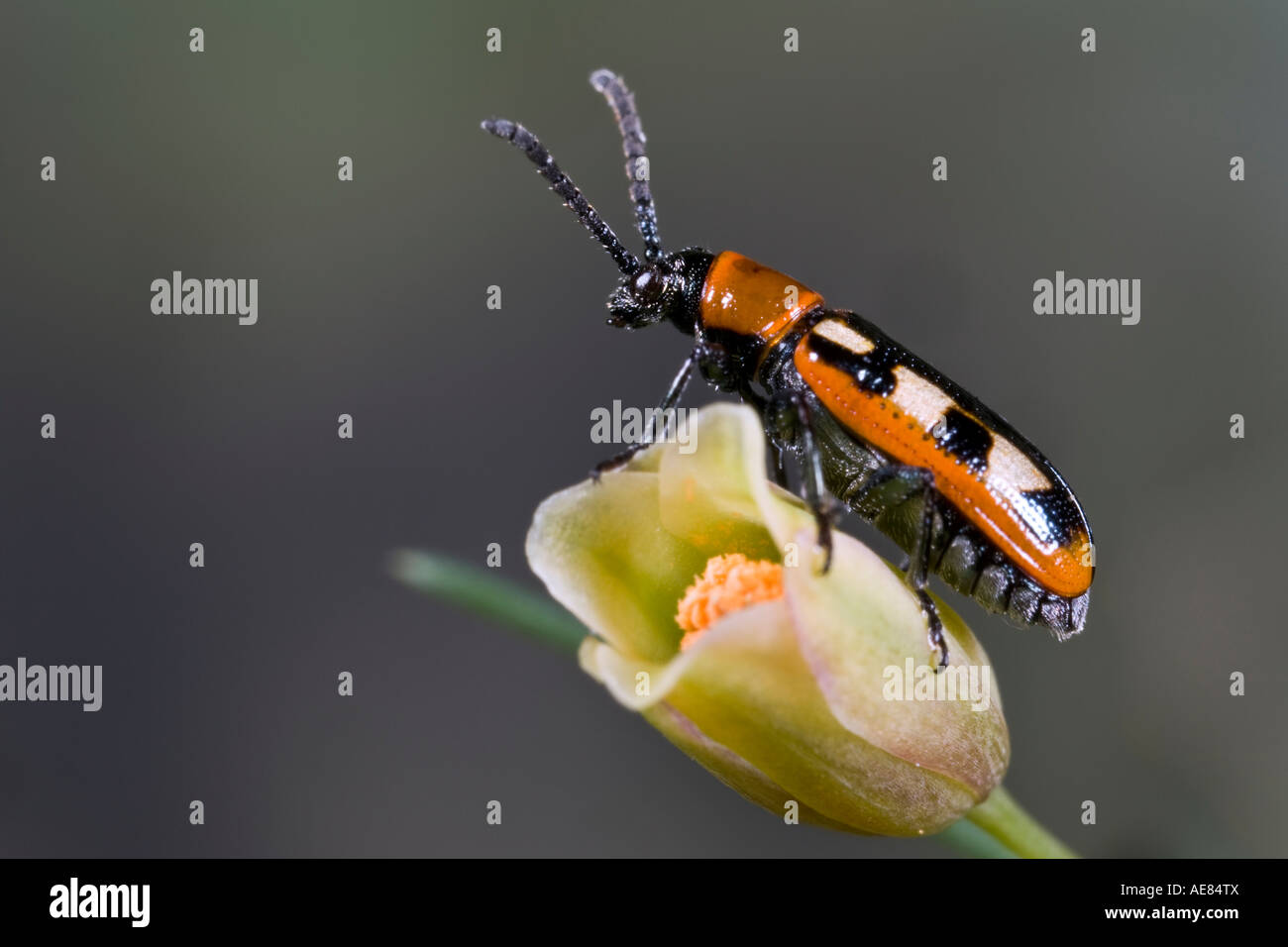 Gli asparagi beetle Crioceris asparagi in piedi sul fiore Asparsgus Potton Bedfordshire Foto Stock