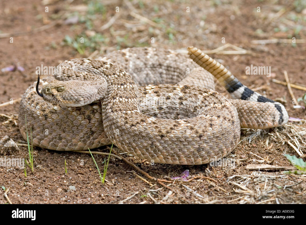 Western Diamondback Rattlesnake Crotalus atrox Elgin Arizona Stati Uniti 21 luglio adulto dai Viperidi Foto Stock