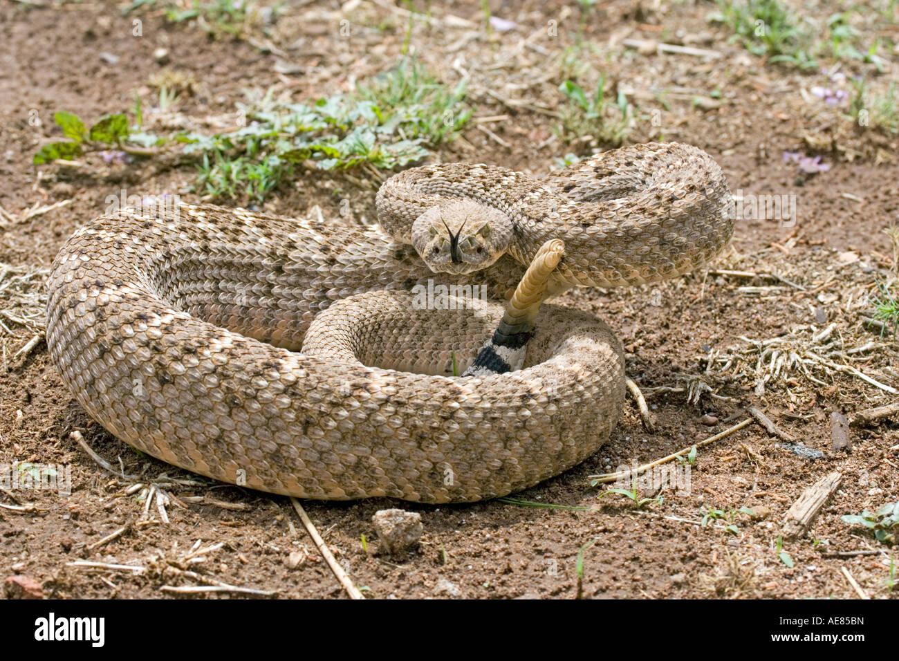 Western Diamondback Rattlesnake Crotalus atrox Elgin Arizona Stati Uniti 21 luglio adulto dai Viperidi Foto Stock