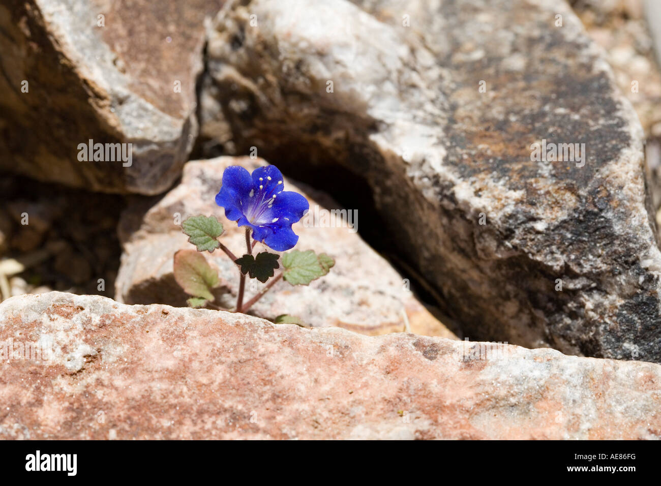 Deserto Bluebell Phacelia campanularia crescente tra le rocce Foto Stock