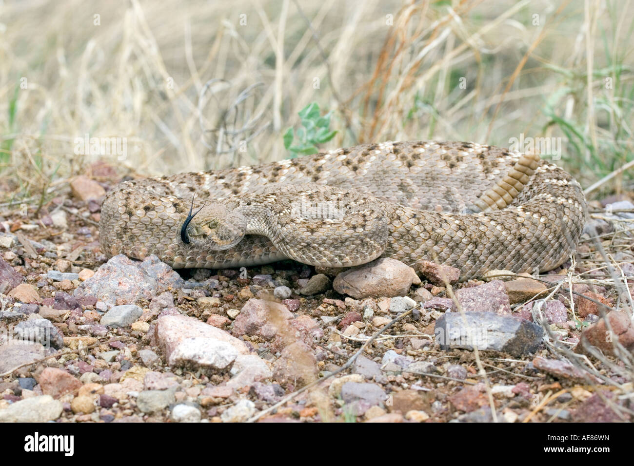 Western Diamondback Rattlesnake Crotalus atrox Elgin Arizona Stati Uniti 21 luglio adulto dai Viperidi Foto Stock