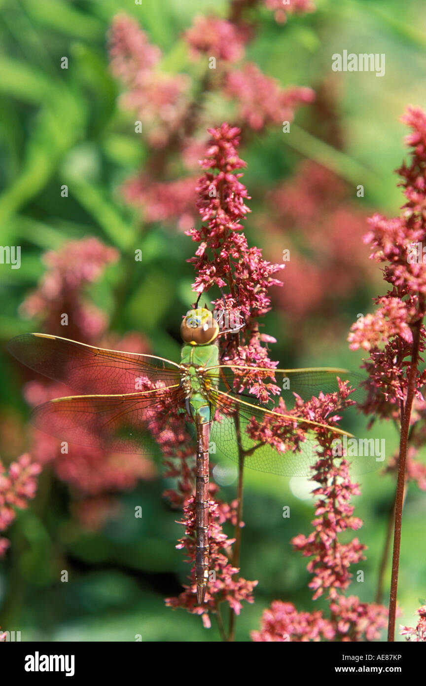 DRAGONFLY posatoi su Astilbe fiore nel giardino del Minnesota. Luglio. Foto Stock