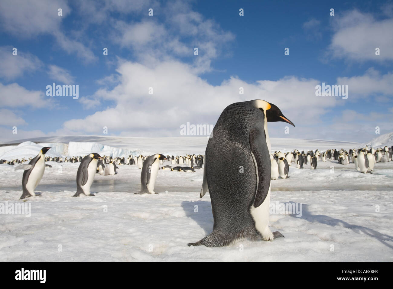 L'Antartide Snow Hill Island Pinguini imperatore Aptenodytes forsteri sul mare congelati su ghiaccio pomeriggio soleggiato Foto Stock