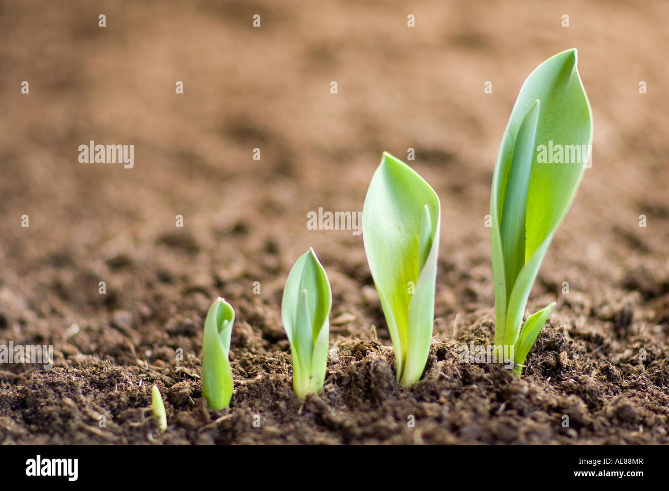 Risveglio di primavera Foto Stock