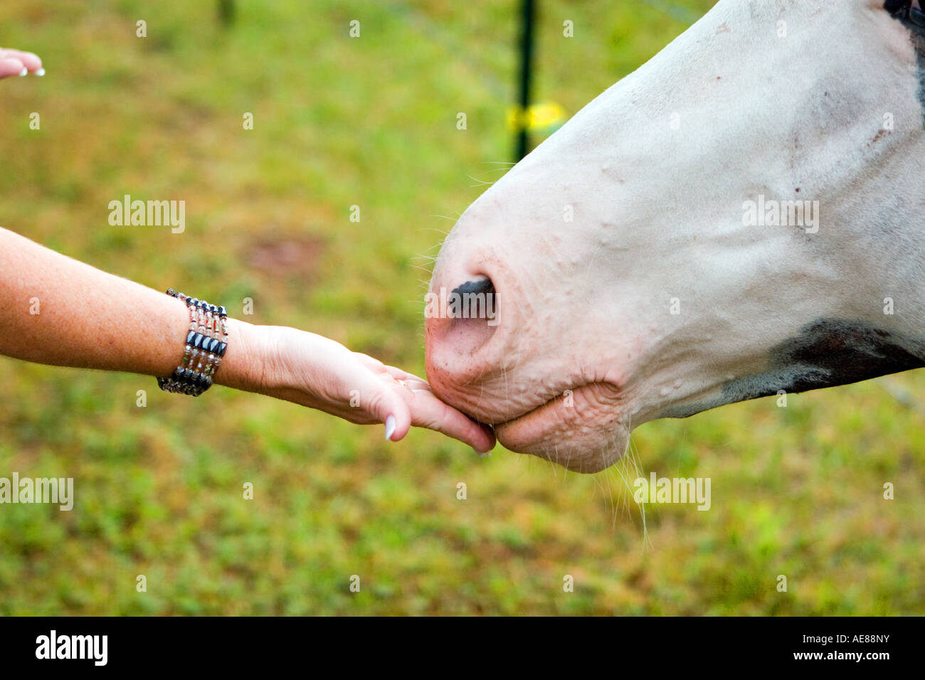 La donna la mano a cavallo di alimentazione Foto Stock
