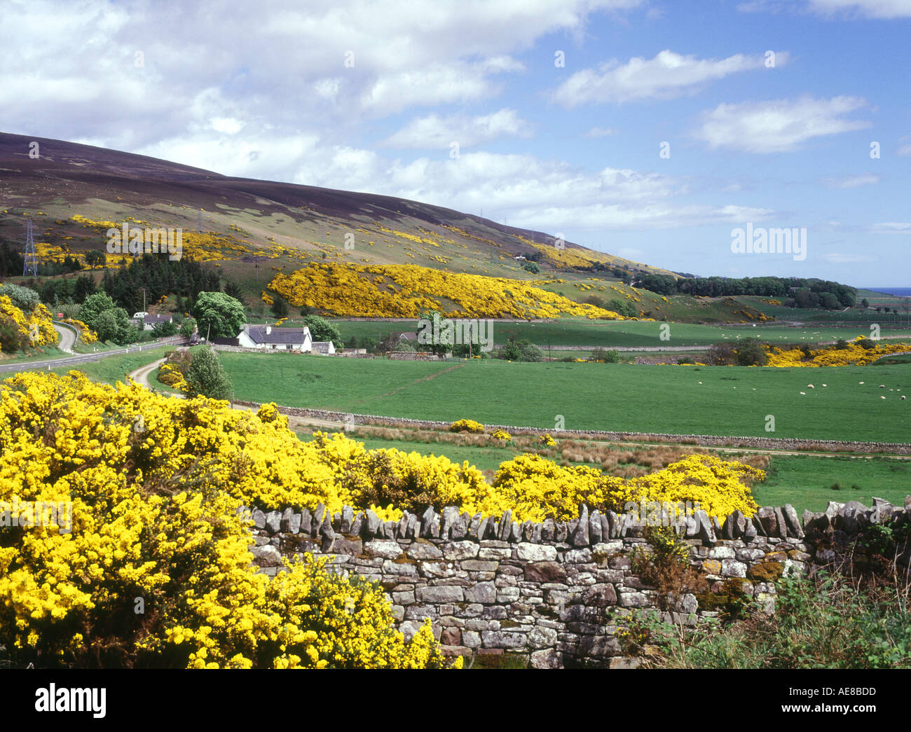 dh Ulex europaeus LOTH SUTHERLAND SCOZIA giallo Scozia Gorse nord 500 strada fioritura cespuglio fiorito Foto Stock