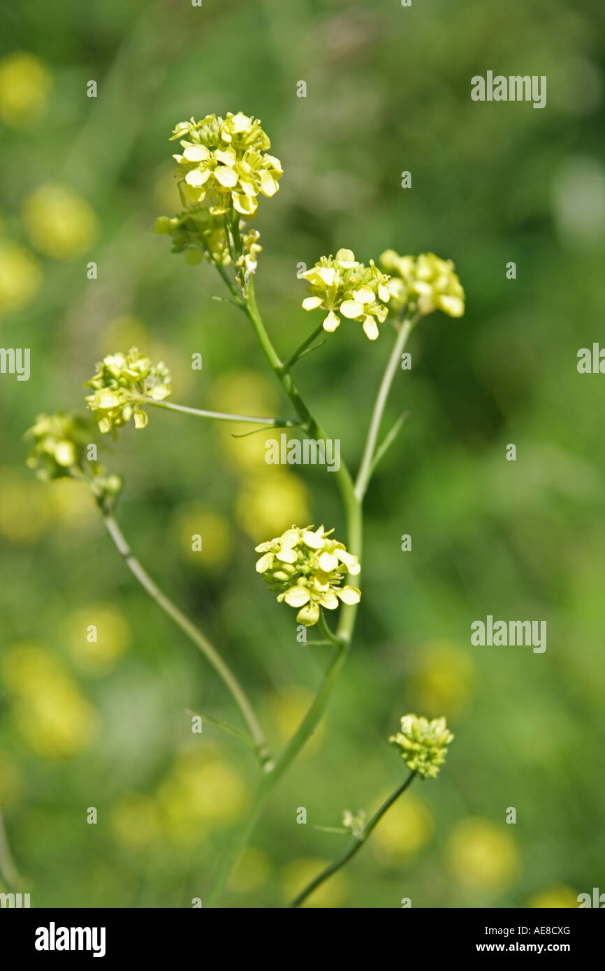 Senape nera, Brassica nigra, Brassicaceae Foto Stock