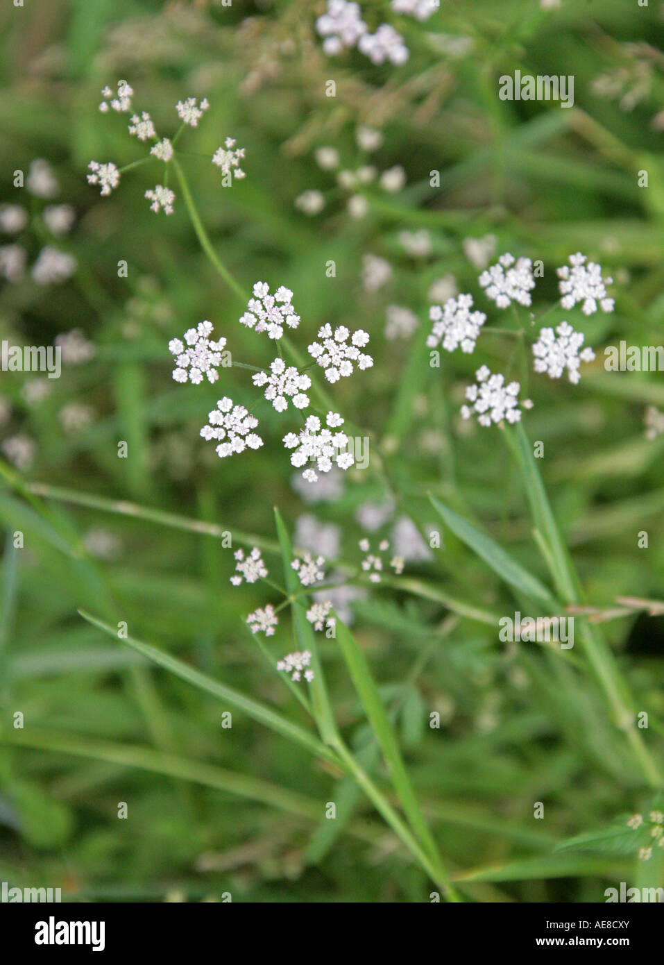 Burnet Saxifrage, Pimpinella saxifraga, Apiaceae, Umbelliferae Foto Stock