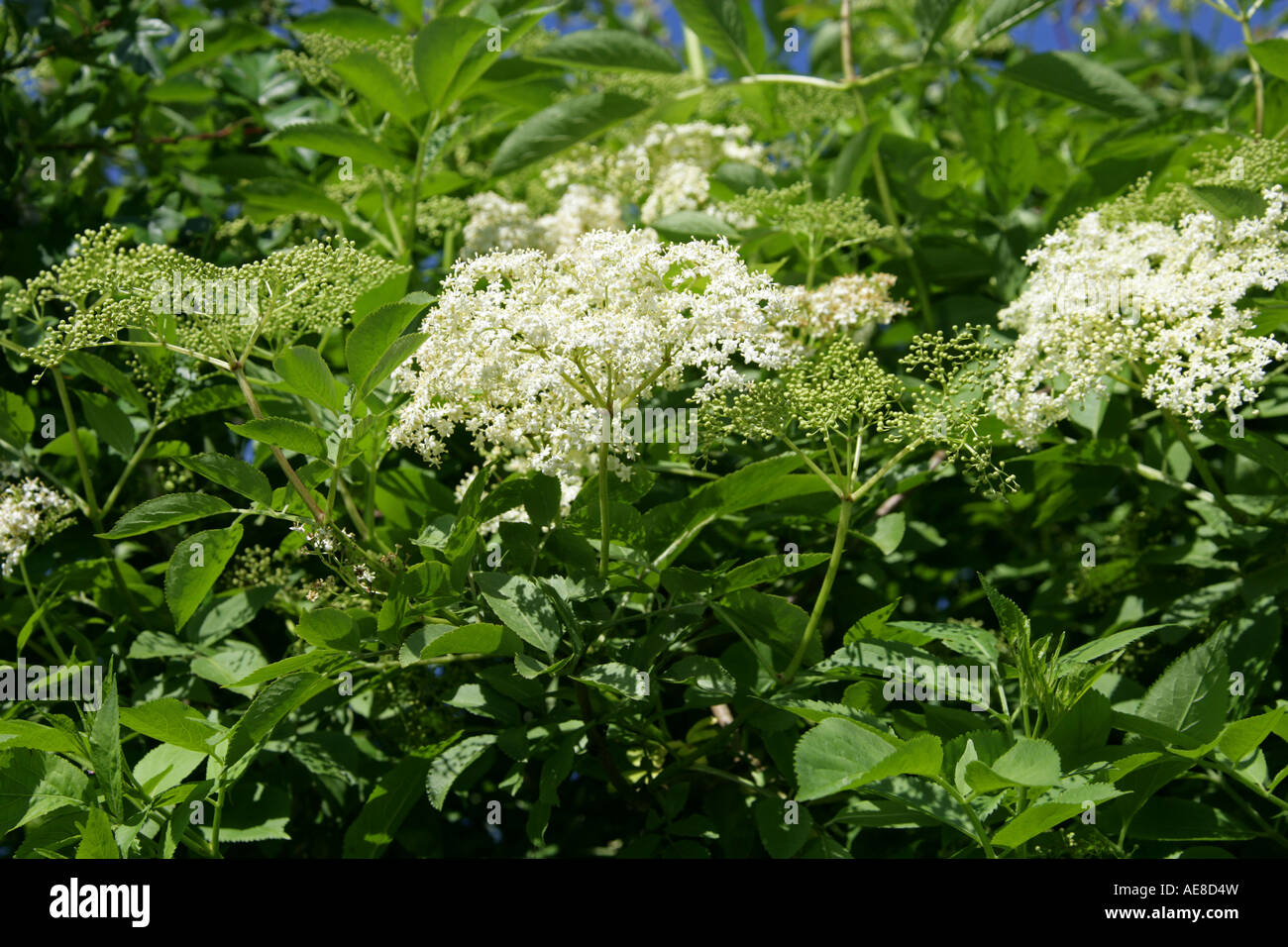 Fiori di sambuco, Sambucus nigra Adoxaceae Foto Stock