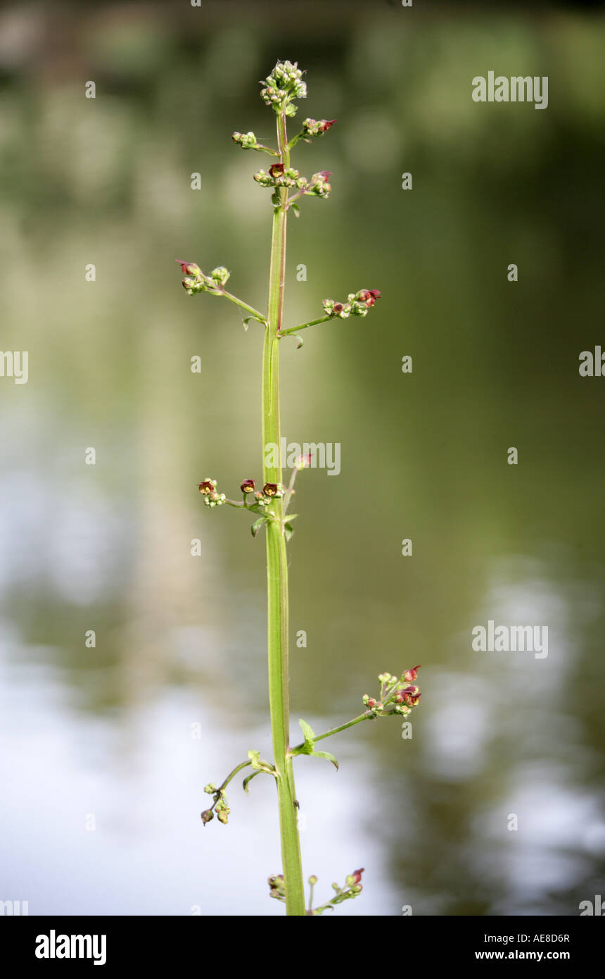 Comune, Figwort Scrophularia nodosa, Scrophulariaceae Foto Stock