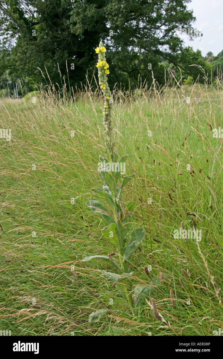 Grande Mullein, Molène thapsus, Figwort, Scrophulariaceae Foto Stock